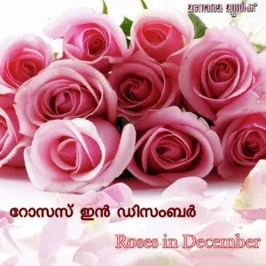 Roses In December image