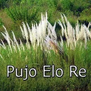 Pujo Elo Re image
