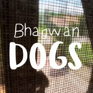 Dogs image