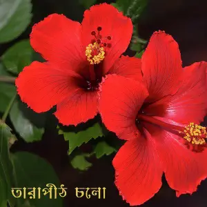 Tarapith Cholo image